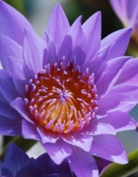 10枝紫色睡莲鲜花水养插花花束家庭客厅室内广州鲜花基地直发批发