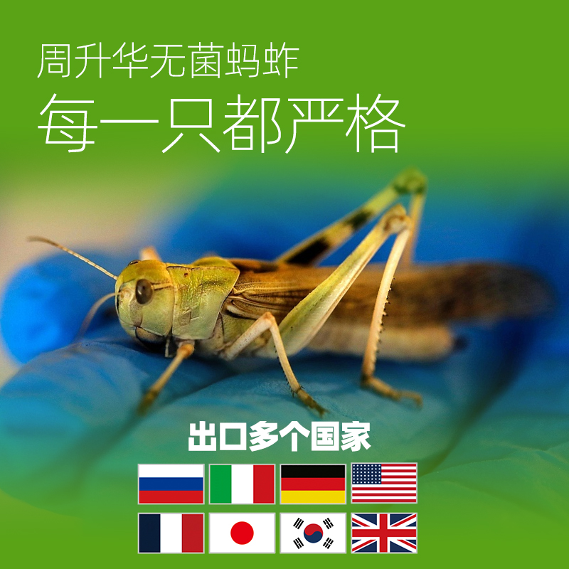 无菌鲜活蚂蚱新鲜油炸冷冻活蚂蚱串蝗虫大号蚂蚱烧烤蚂蚱蝗虫鸟食