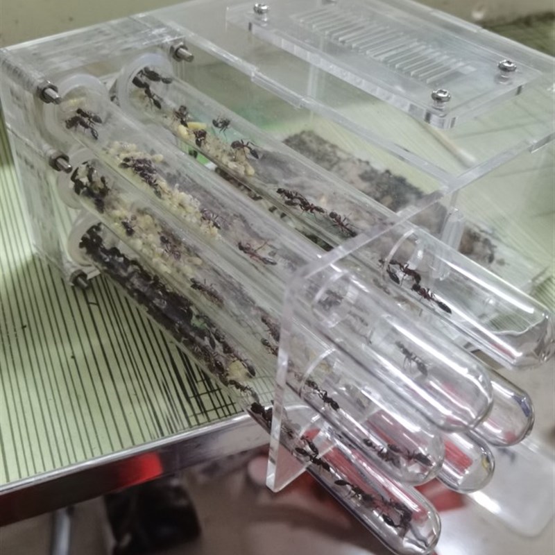 615试管巢 15六试管巢 亚克力巢混泥土巢蚂蚁工坊蚂蚁别墅