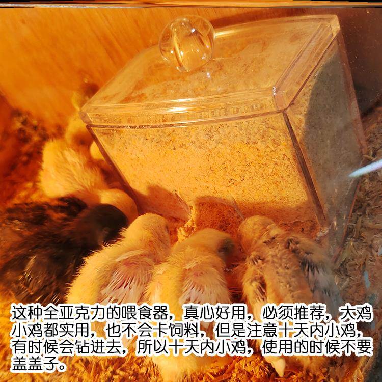 芦丁鸡喂食器食盒食盆食槽水壶喂水器喝水器小雏鸡饲料盒自动造r