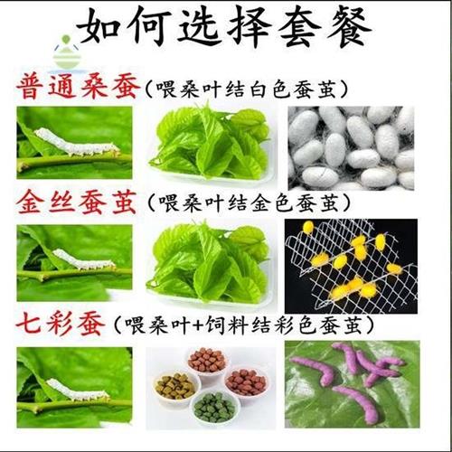 。/养蚕专用盒专用工具蚕宝宝的窝幼虫屋桑叶彩色卵吃小学生养育