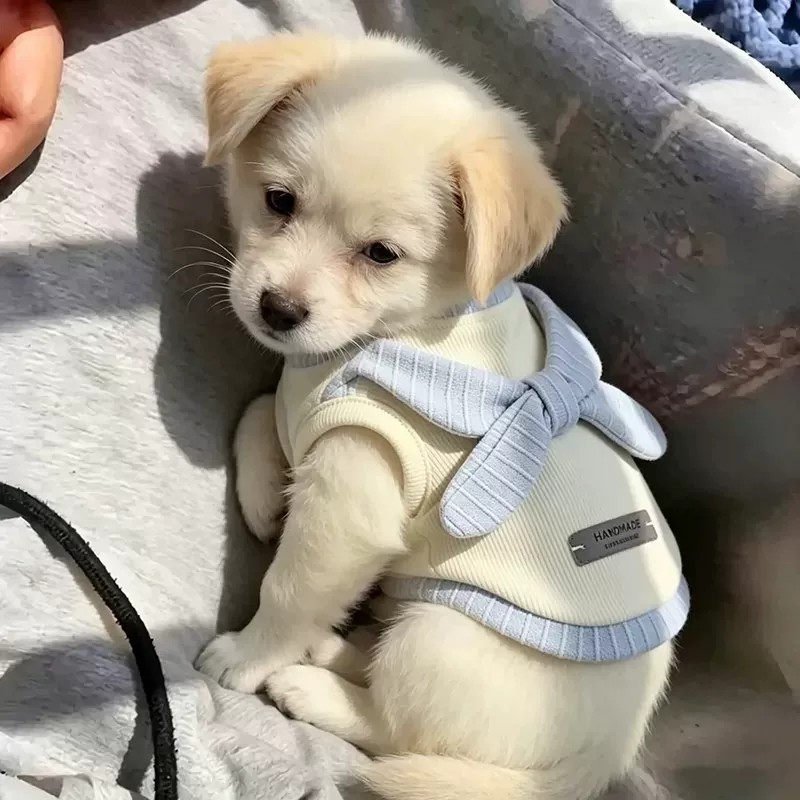 春夏韩系ins风狗狗背心裙