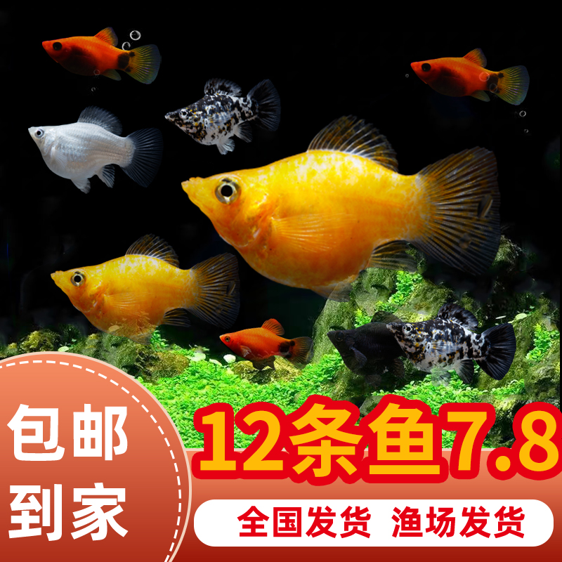 胎生鱼生鱼苗米奇鱼小鱼活观赏鱼热带鱼小型淡水好养孔雀鱼玛丽鱼