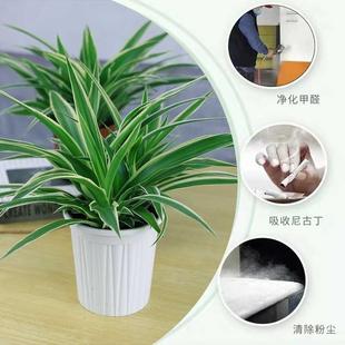 。冬天不怕冻的易活电视柜客厅冬天不怕冷的花室外花卉植物易