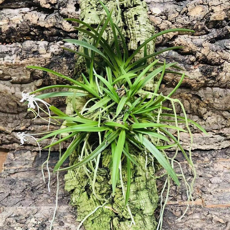 葡萄牙软木板 板植兰花视频全过程 洋兰爱好者晒图