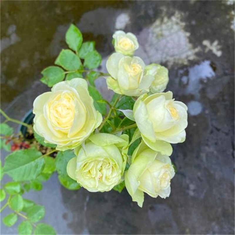 欧月季 奶油龙沙宝石/奶油伊甸园 丰花微型微月阳台玫瑰扦插小苗