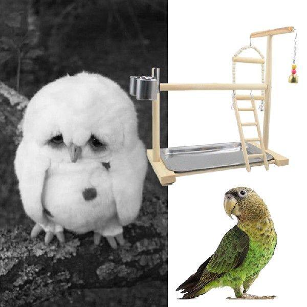 Parrots Wooden Stand Bird Play Activity Center Playground