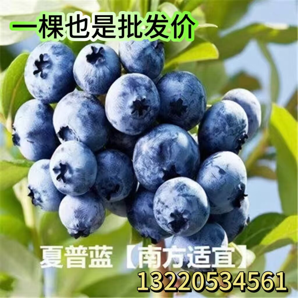 夏普蓝矮丛蓝莓果树苗庭院地栽阳台盆栽南北方种植苗带土当年结果