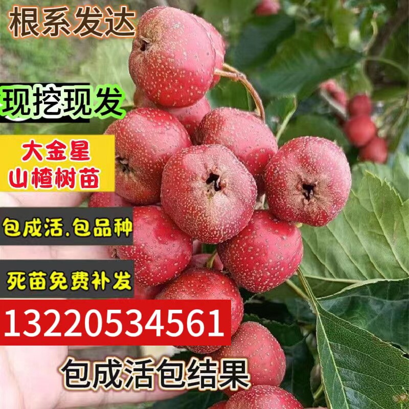 山楂树苗大金星果树果苗当年结果南北方种植特大早熟嫁接山楂活苗