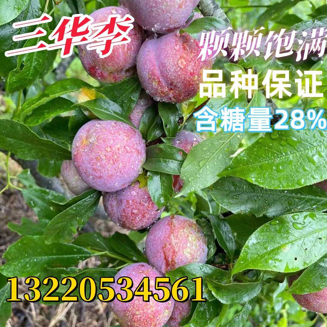 正宗大果三华李苗红心李子嫁接苗早晚熟树苗脆当年结果南北方种植