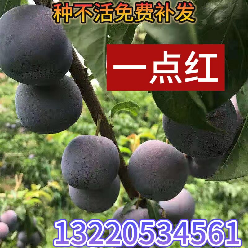 一点红李子苗嫁接晚熟南北方种植盆栽地栽山东发货脱骨李子果树