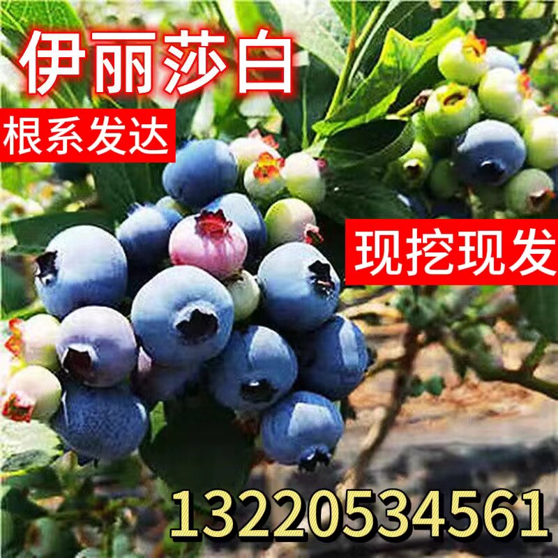 伊丽莎白蓝莓树苗盆栽地栽水果庭院阳台栽植南北方当年结果蓝莓苗