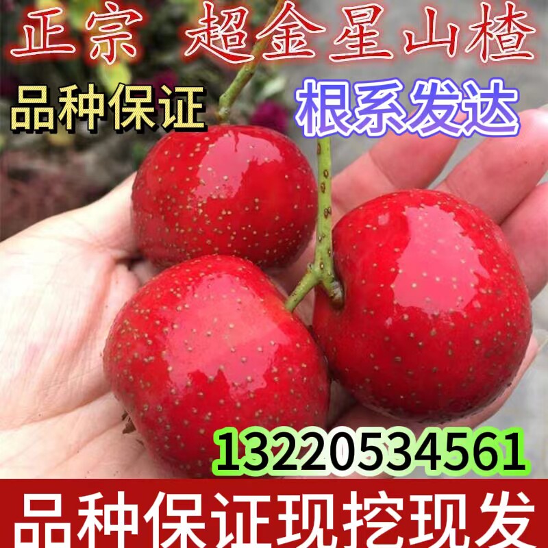 嫁接美国金星山楂树苗南方北方种植山地栽盆栽果树苗当年结果苗