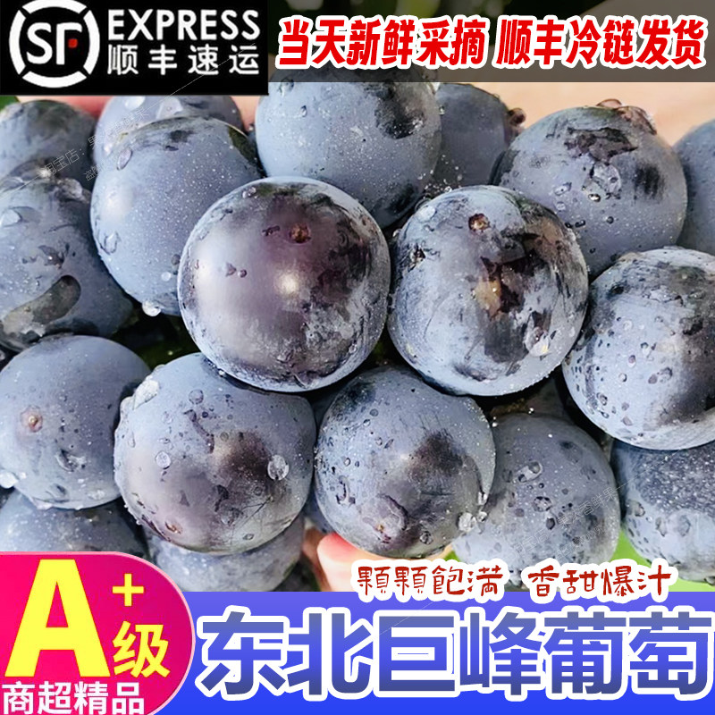 【顺丰】辽宁巨峰葡萄精选5斤现摘现发 黑提颗颗饱满新鲜水果整箱