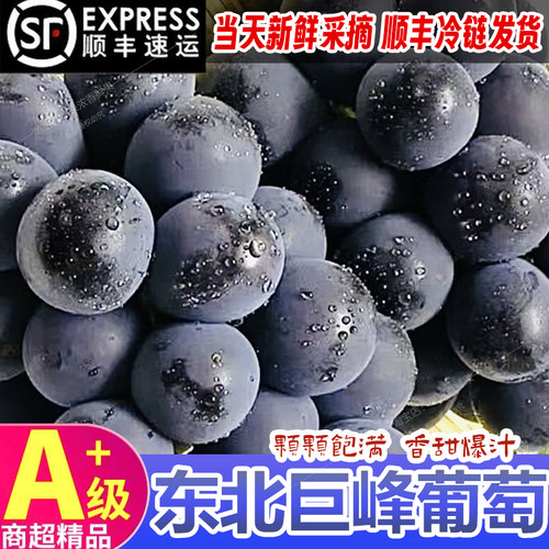 【顺丰冷链】新鲜辽宁巨峰葡萄精选5斤现摘现发 黑提葡萄新鲜水果