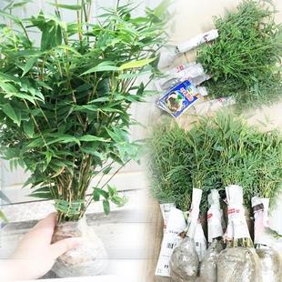 常青 丛生凤尾竹盆栽竹子庭院观赏植物微型盆景米竹苗室内阳台四季