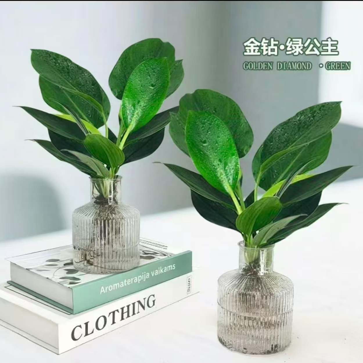 小叶金钻室内净化空气四季常青室内好养绿植20-30cm