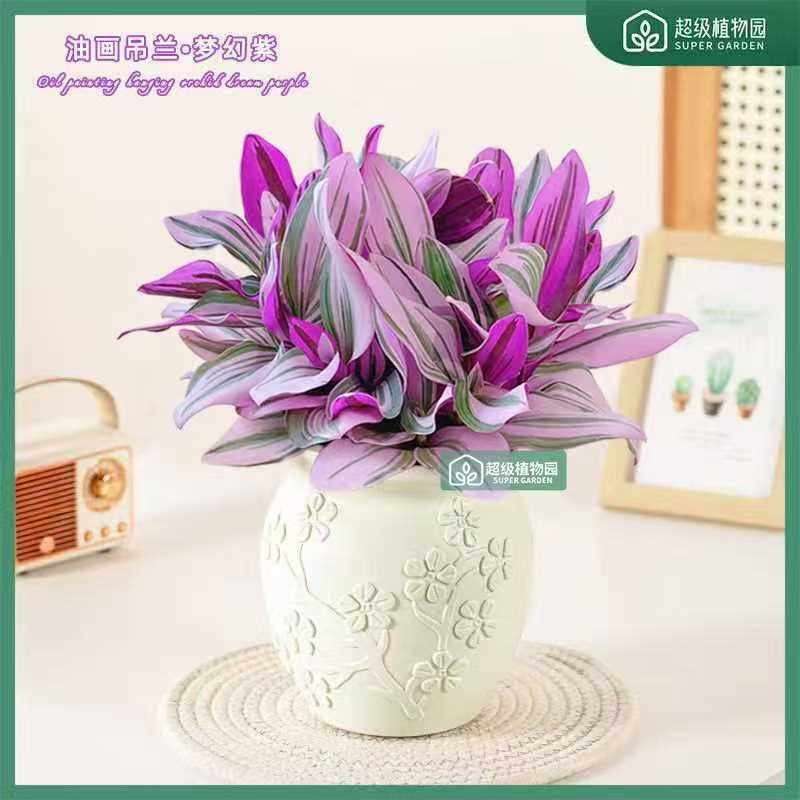 油画婚礼吊兰盆栽阳台垂吊绿植物办公室内桌面四季花卉