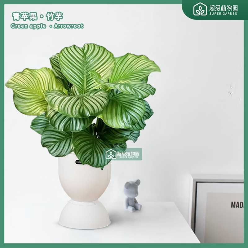 青苹果竹芋盆栽植物室内耐阴客厅卧室办公室净化空气常青绿植