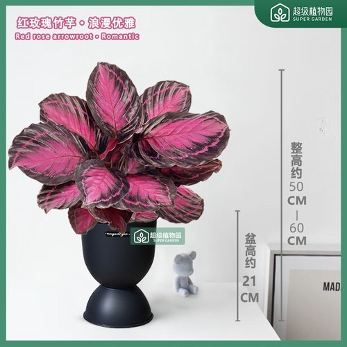 幸运女神红玫瑰竹芋美观盆栽彩叶网红四季好养室内桌面绿植盆景