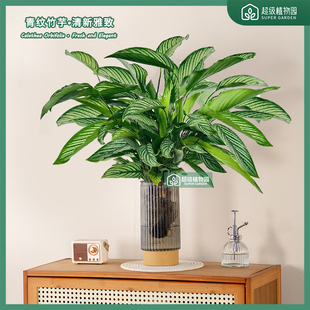 青纹竹芋盆栽室内耐阴观叶植物客厅办公室净化空气四季常青绿植