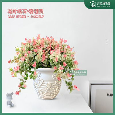 花叶络石五彩藤蔓彩虹花粉色瀑布室内观叶客厅好养绿植