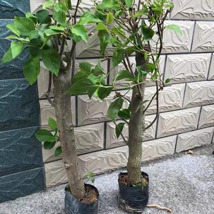 勤花品种三角梅盆栽粗杆高杆大苗老桩爬藤花卉植物室内外四季开