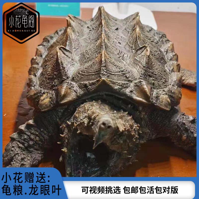 小花龟阁国产公温大鳄龟7+尺寸大鳄钓鱼龟真鳄龟原种大鳄纯佛