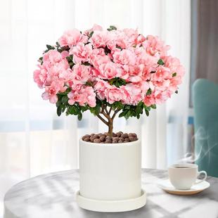 西洋粉色杜鹃花盆栽花卉植物室内窗台四季开花带花苞大红树苗老桩