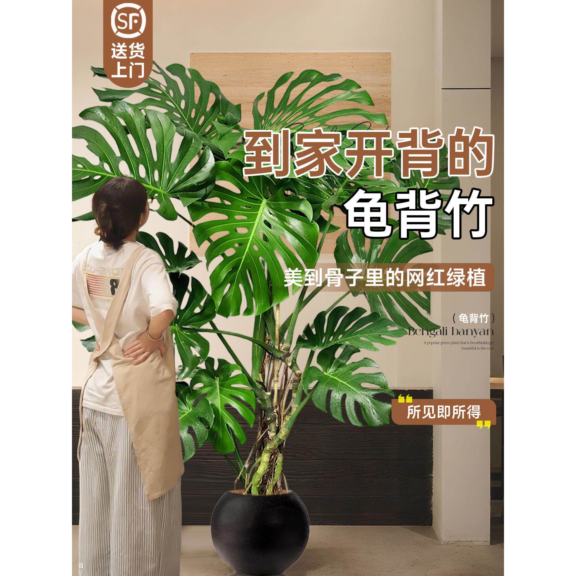 龟背竹客厅大盆栽室内客厅高级感盆景大型绿植老桩大叶植物好养活