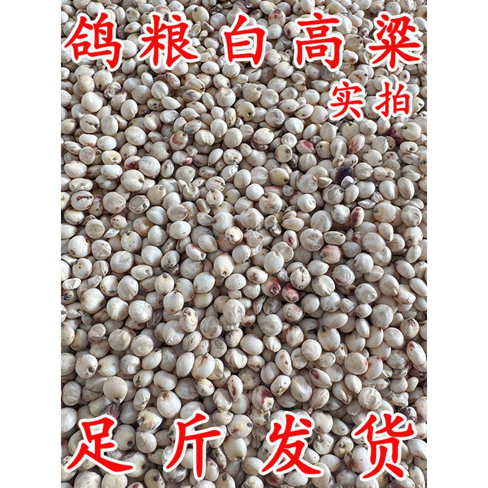 优质鸽粮白高粱带皮喂仓鼠鹦鹉麻雀白鸽赛鸽料粮食清仓20斤100斤