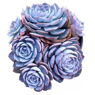 热销蓝石莲多肉植物花卉盆栽室内绿植好养阳台客厅新手四季易活防