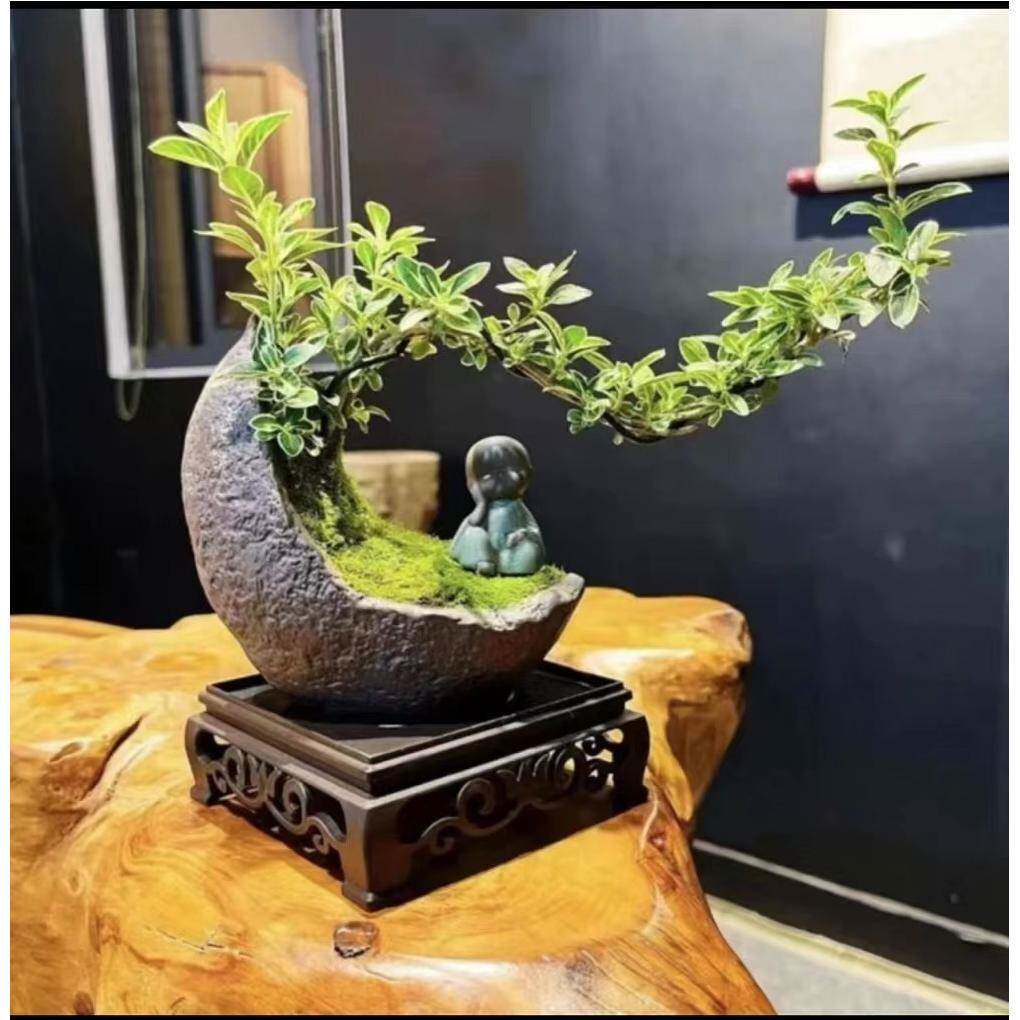 金边六月雪悬崖小盆栽造型老桩复古风格禅意盆景桌面办公室内花卉