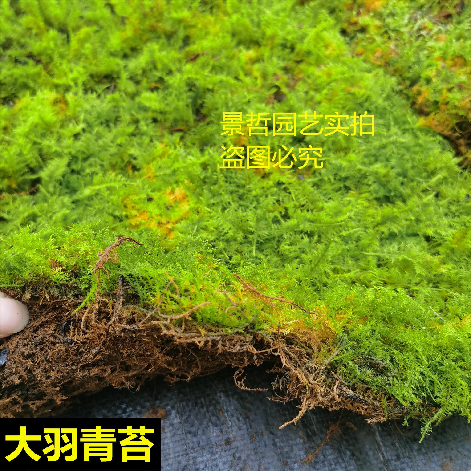 苔藓微景观雨林缸盆景铺面鲜活大羽青苔diy创意植物庭院假山装饰