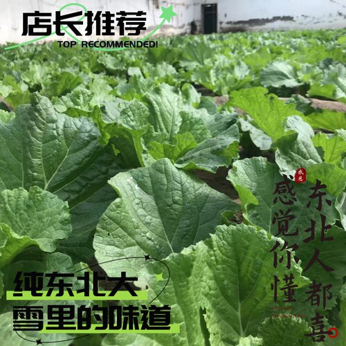 大白菜叶东北大饭包白菜叶新鲜现采现发商用大叶送香菜送葱