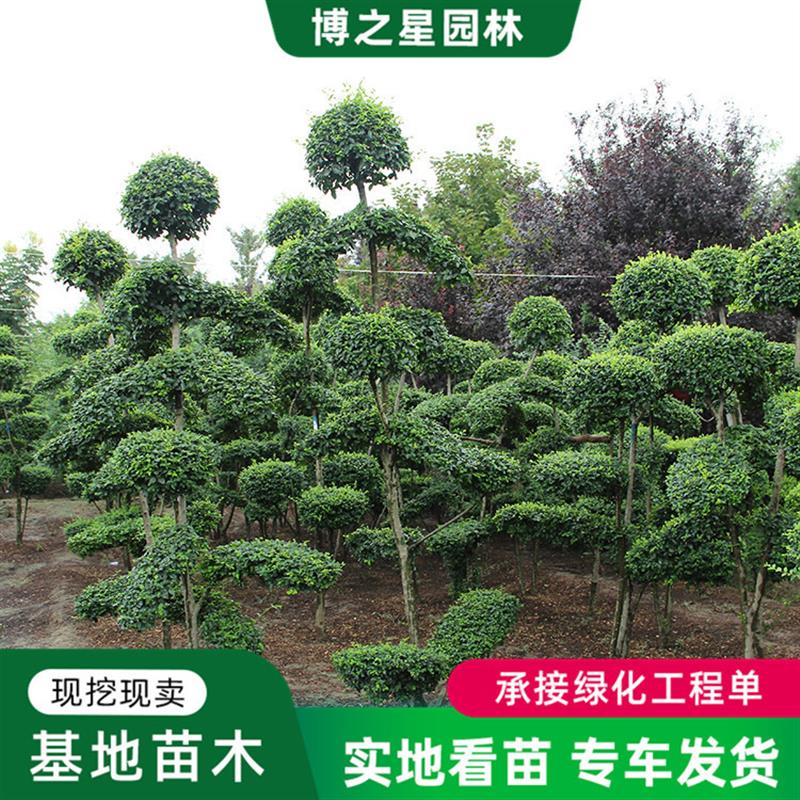 热销小叶女贞造型树四季常青庭院别墅绿化篱笆围墙植物观叶球形女