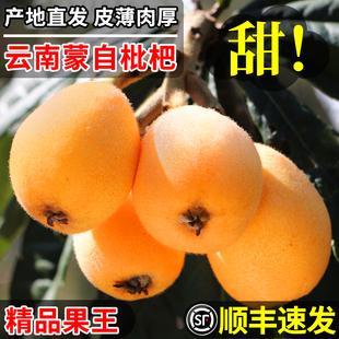 顺丰云南蒙自枇杷鲜果应季整箱水果5斤新鲜枇杷大果包邮现摘现发