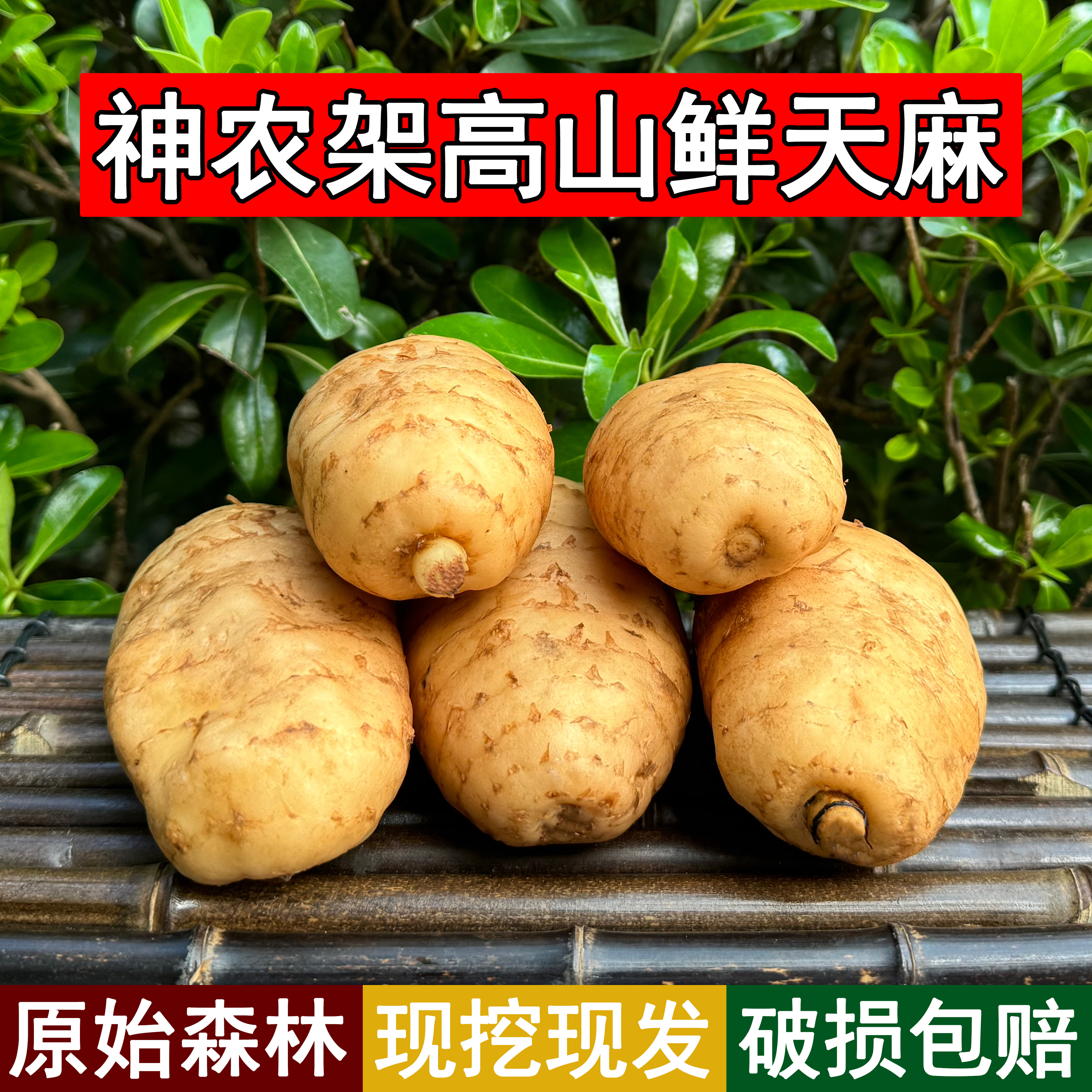 神农架野外生长鲜天麻高山冬天麻特大个礼盒装泡酒煲汤破损包赔