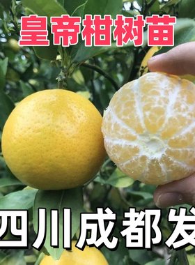 皇帝柑树苗特大嫁接果苗南方种植贡柑盆栽庭院种柑橘树苗果树果苗