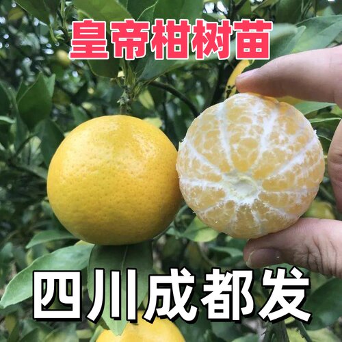 皇帝柑树苗特大嫁接果苗南方种植贡柑盆栽庭院种柑橘树苗果树果苗