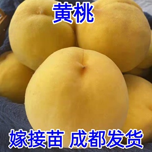 锦绣黄桃树苗树嫁接桃树苗南北方种植特大黄桃果苗地盆栽果树果苗