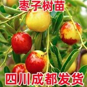 枣树活苗特大冬枣嫁接南北方种植庭院葫芦枣果树果苗盆栽当年结果