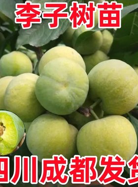 四川蜂糖李子树苗嫁接特大晚熟脱骨青脆红李子果树苗南北方种植