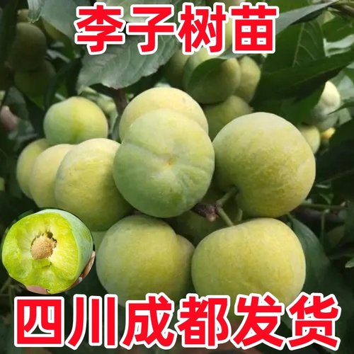 四川蜂糖李子树苗嫁接特大晚熟脱骨青脆红李子果树苗南北方种植