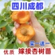 四川成都杏树果苗凯特帝王大杏子活苗果树庭院种植南北方杏子苗树