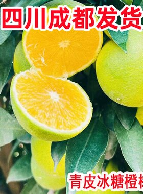 青皮冰糖橙甜橙苗树苗嫁接果树南方庭院种植盆栽地栽柑橘果树果苗