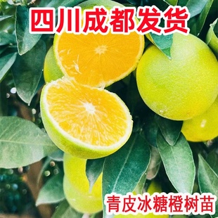 青皮冰糖橙甜橙苗树苗嫁接果树南方庭院种植盆栽地栽柑橘果树果苗