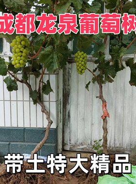 四川特大葡萄树苗阳光玫瑰巨峰葡萄树妮娜皇后南北方盆栽庭院种植