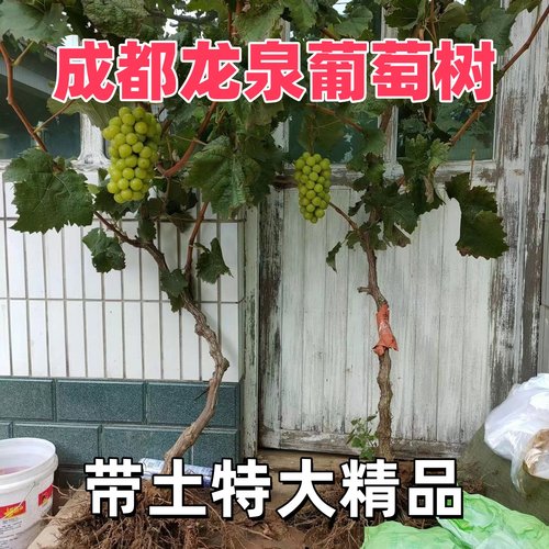 四川特大葡萄树苗阳光玫瑰巨峰葡萄树妮娜皇后南北方盆栽庭院种植