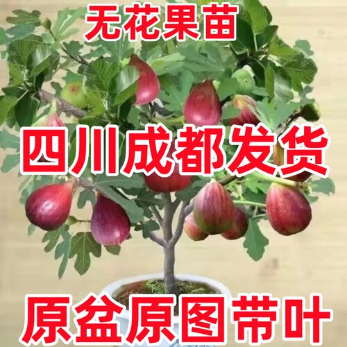 无花果苗盆栽带叶特大果南北方种植波姬红芭劳奈青皮无花果树果苗